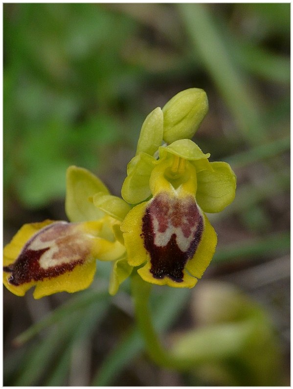 SICILIA -Subfusca da identificare